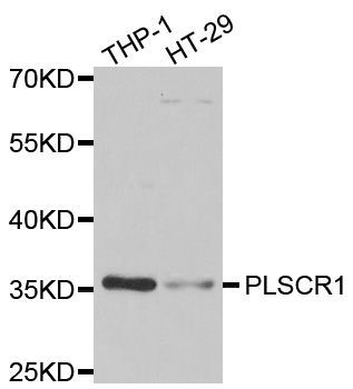 Western blot - PLSCR1 antibody (144-06691)