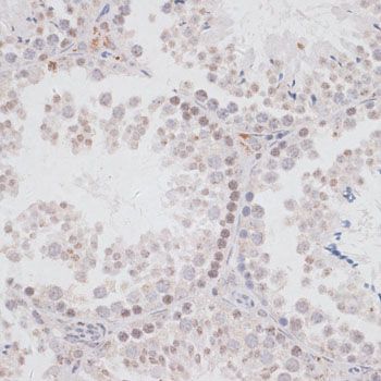 Immunohistochemistry - KDM3A antibody (144-011960)