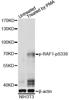 Western blot - Phospho-RAF1-S338 pAb (144-61501)