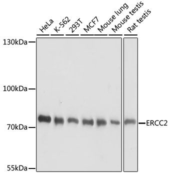 Western blot - ERCC2 antibody (144-60710)