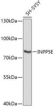 Western blot
