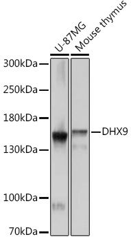 Western blot
