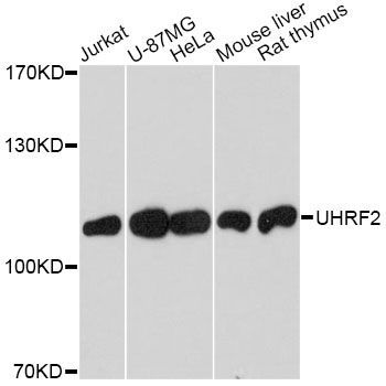 Western blot - UHRF2 antibody (144-02344)