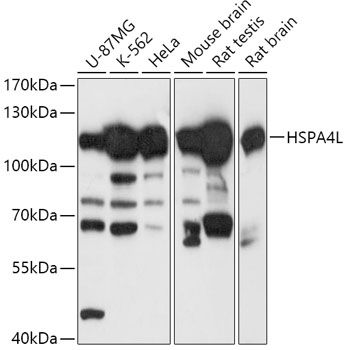 Western blot