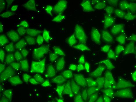 Immunofluorescence - MLST8 antibody (144-013599)