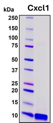 SDS-PAGE Image