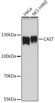 Western blot