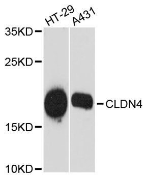 Western blot - CLDN4 antibody (144-12912)