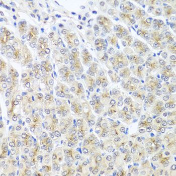 Immunohistochemistry - MTX1 antibody (144-07912)