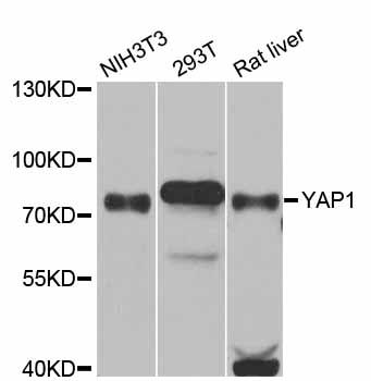 Western blot - YAP1 Polyclonal Antibody (144-01001)