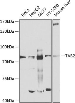 Western blot