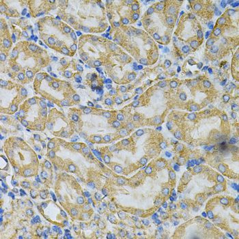 Immunohistochemistry - HSP90AB1 Antibody (144-01087)