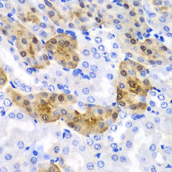 Immunohistochemistry - HPD antibody (144-06505)