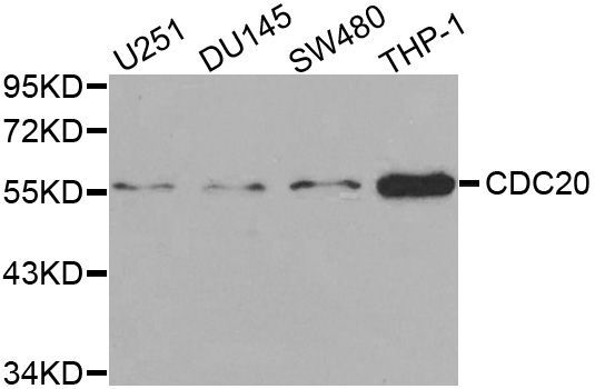 Western blot - CDC20 antibody (144-01231)