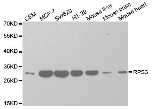 Western blot - RPS3 Polyclonal Antibody (144-02533)