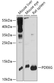 Western blot