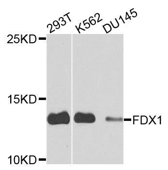 Western blot - FDX1 antibody (144-09815)