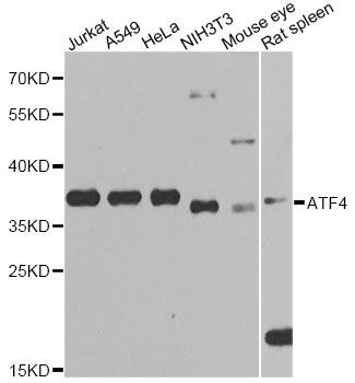 Western blot - ATF4 Polyclonal Antibody (144-00201)