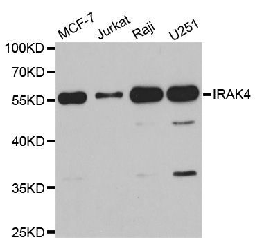Western blot - IRAK4 antibody (144-06208)