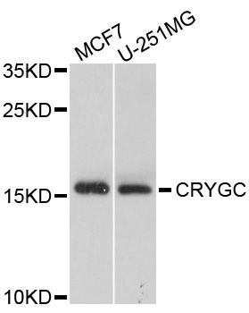 Western blot - CRYGC antibody (144-09324)