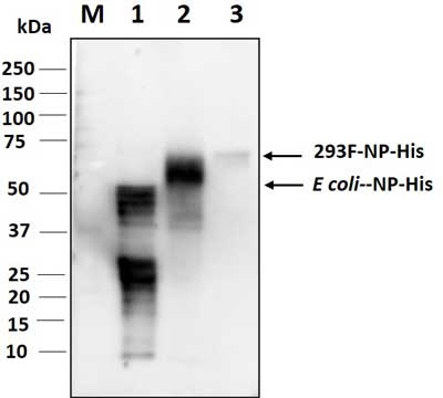 Western blot image