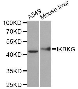 Western blot - [KO Validated] IKBKG Polyclonal Antibody (144-12536)