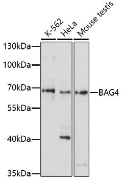 Western blot