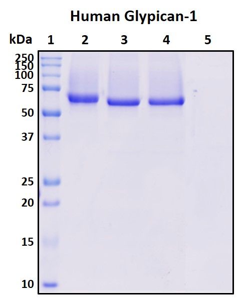 SDS-PAGE