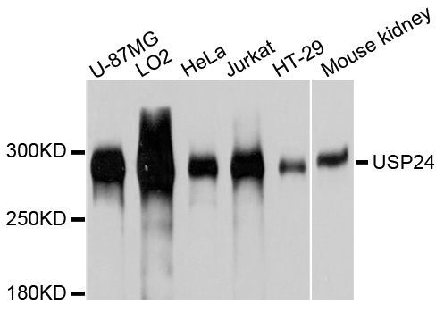 Western blot - USP24 Polyclonal Antibody (144-010585)