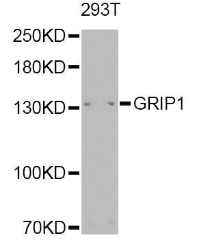 Western blot - GRIP1 Antibody (144-05747)