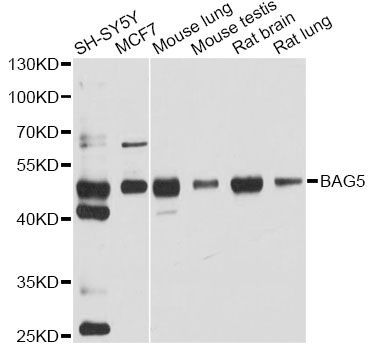 Western blot - BAG5 antibody (144-05794)