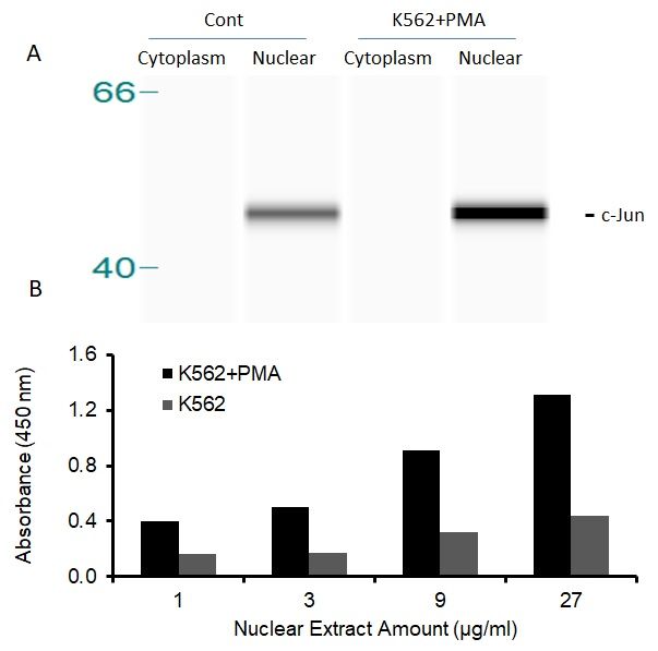 Transcription factor assay of c-JUN from nuclear extracts of K562 cells or K562 cells treated with PMA (50 ng/ml) for 3 hr.