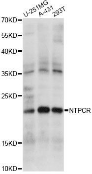 Western blot - NTPCR antibody (144-60856)
