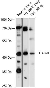 Western blot