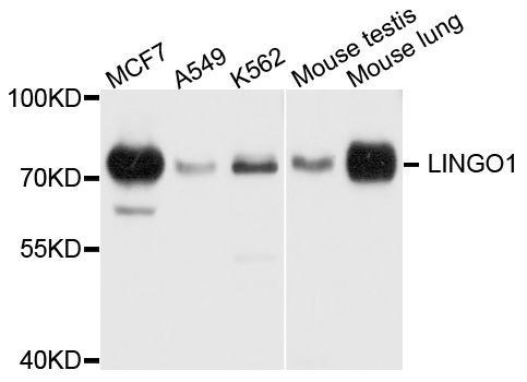 Western blot - LINGO1 antibody (144-09369)