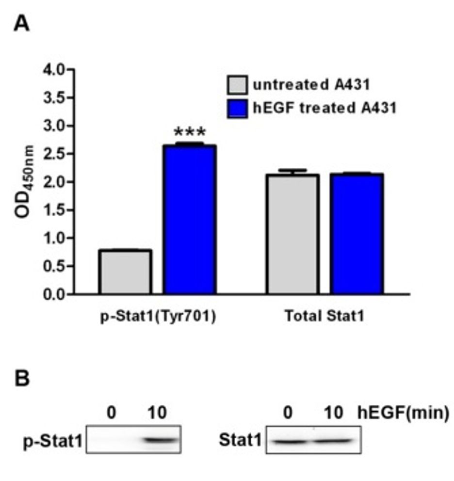 Phospho-ELISA kit STAT1 results