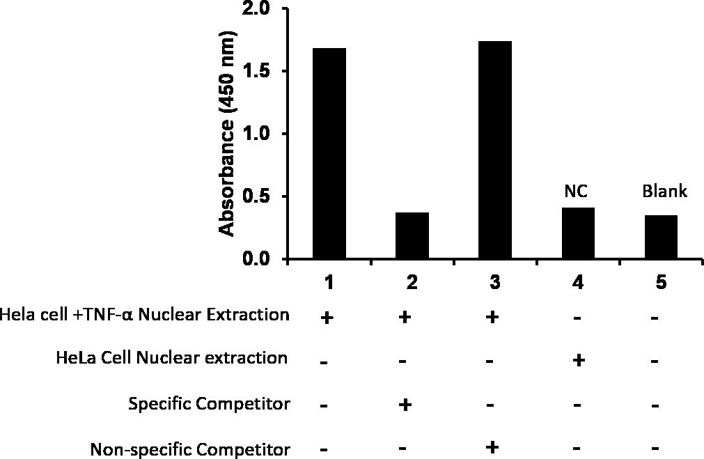 Transcription factor activity assay of NF-κB p65 from nuclear extracts of HeLa cells or HeLa cells treated with TNF-α (RayBio Cat# 230-00243) with the specific competitor or non-specific competitor. The result shows specific binding of NF-κB p65 to the NF-κB DNA binding site.