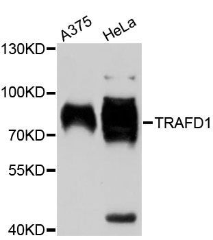 Western blot - TRAFD1 antibody (144-013073)