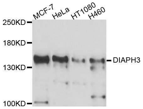 Western blot - DIAPH3 Polyclonal Antibody (144-600531)