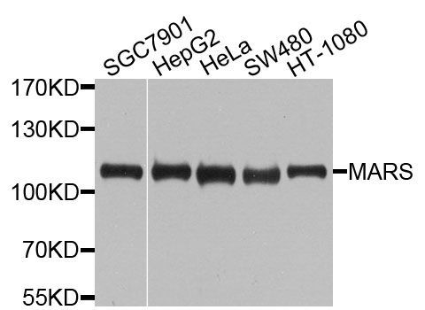 Western blot - MARS antibody (144-09938)