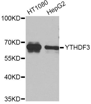 Western blot - YTHDF3 Antibody (144-08395)