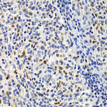 Immunohistochemistry - GEMIN2 Antibody (144-03082)