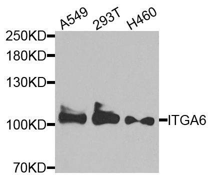 Western blot - ITGA6 antibody (144-03236)