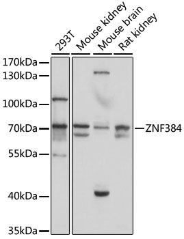 Western blot