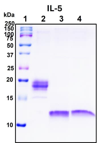 SDS-PAGE Image
