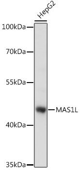 Western blot