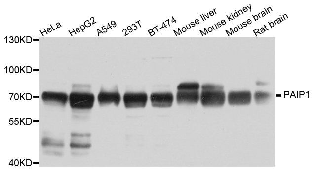Western blot - PAIP1 antibody (144-06042)