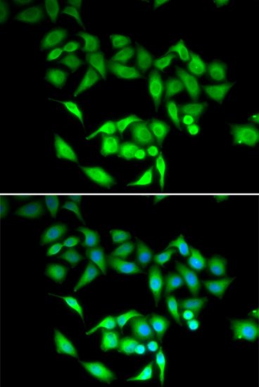 Immunofluorescence - CCT3 antibody (144-06547)