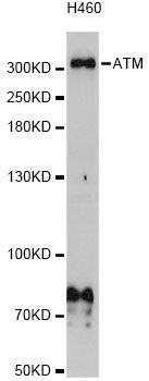 Western blot - ATM Antibody (144-05908)