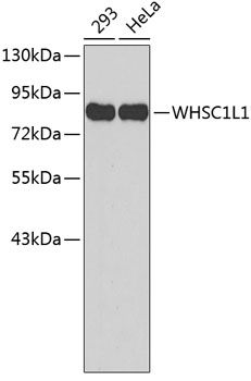 Western blot